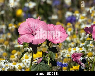 Fiori rosa della mallow annuale Foto: Bo Arrhed Foto Stock