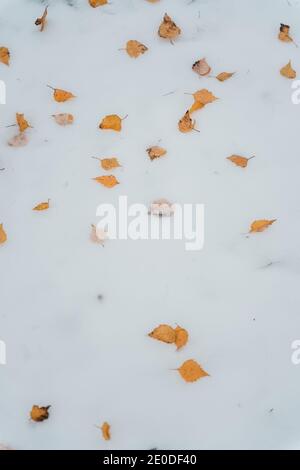 Da sopra di foglie di betulla caduto giallo sparse sul terreno coperto di neve in inverno Foto Stock