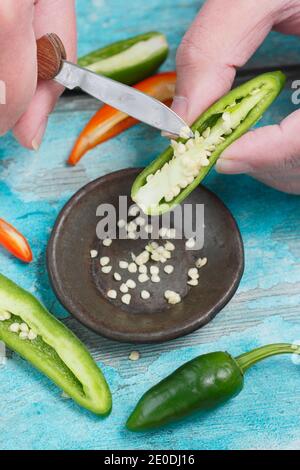 Risparmio di semi di peperoncino. Raschiando i semi dai peperoni di jalapeno freschi per immagazzinare per la semina futura. REGNO UNITO Foto Stock