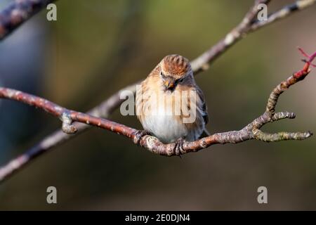 Lesser Redpoll (Acanthis cabaret), Inverurie, Aberdeenshire, Regno Unito Foto Stock