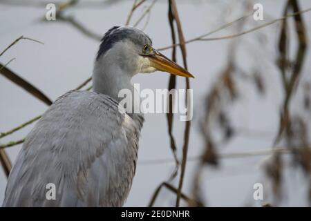 L'airone grigio (Ardea cinerea), si trovava nell'acqua al Attenborough Centre, Nottinghamshire Foto Stock