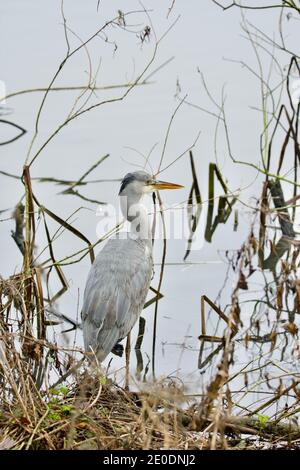 L'airone grigio (Ardea cinerea), si trovava nell'acqua al Attenborough Centre, Nottinghamshire Foto Stock