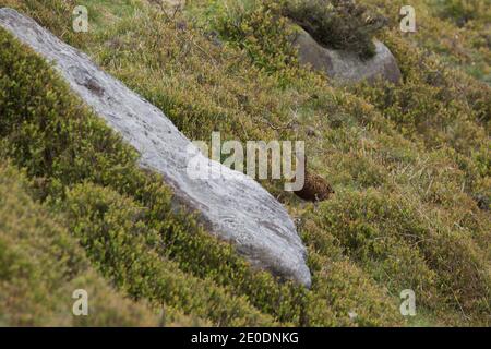 Femmina rosso Grouse (Lagopus lagopus scoticus) in erica a Ladybower, Derbyshire, Regno Unito Foto Stock