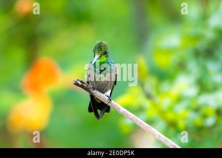 Un giovane colibrì in rame che perching con uno sfondo verde offuscato. Uccello tropicale in un giardino. Giovane colibrì. Foto Stock