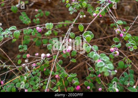 Rami del comune pink Snowberry Bush (Symphoricarpos albus) con bacche rosa durante il gelo invernale nel sud dell'Inghilterra, Hampshire, Regno Unito Foto Stock