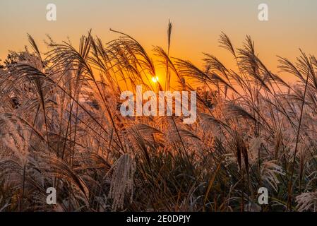 Vista al tramonto dell'erba argentata al parco Haneul di Seoul, Repubblica di Corea Foto Stock