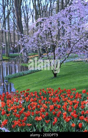 Tulipani di Kaufmanniana rosso-arancio (Tulipa) fioritura precoce di raccolto in un giardino Nel mese di aprile con un fiore di ciliegi e uno stagno a. sfondo Foto Stock