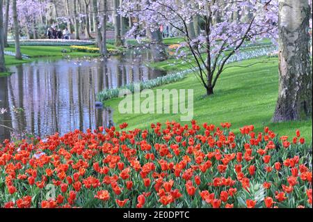 Tulipani di Kaufmanniana rosso-arancio (Tulipa) fioritura precoce di raccolto in un giardino Nel mese di aprile con un fiore di ciliegi e uno stagno a. sfondo Foto Stock