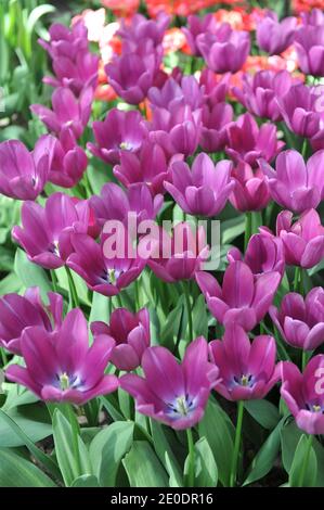 Tulipani di Trionfo viola (Tulipa) fioritura di Endurance in un giardino dentro Aprile Foto Stock