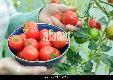 Solanum lycopersicum. Donna che raccoglie i pomodori "Alicante" coltivati in casa in un colander in un tunnel di giardino posteriore. REGNO UNITO Foto Stock