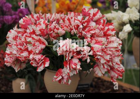 Un bouquet di tulipani di pappagalli rossi e bianchi (Tulipa) Estella Rijnveld in una pentola di terracotta su una mostra in Maggio Foto Stock