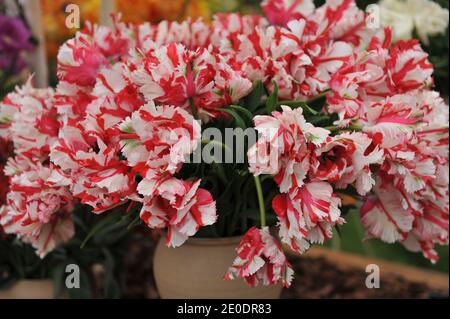 Un bouquet di tulipani di pappagalli rossi e bianchi (Tulipa) Estella Rijnveld in una pentola di terracotta su una mostra in Maggio Foto Stock