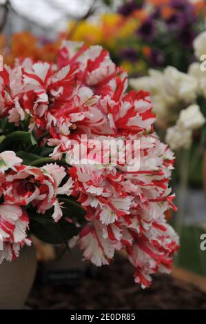 Un bouquet di tulipani di pappagalli rossi e bianchi (Tulipa) Estella Rijnveld in una pentola di terracotta su una mostra in Maggio Foto Stock