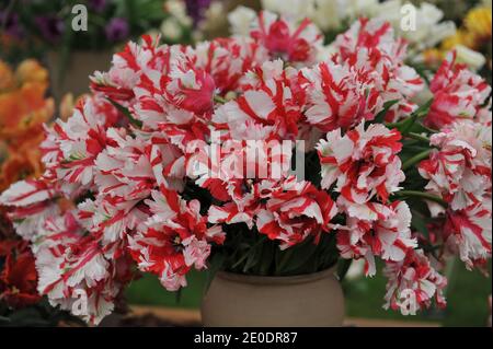 Un bouquet di tulipani di pappagalli rossi e bianchi (Tulipa) Estella Rijnveld in una pentola di terracotta su una mostra in Maggio Foto Stock