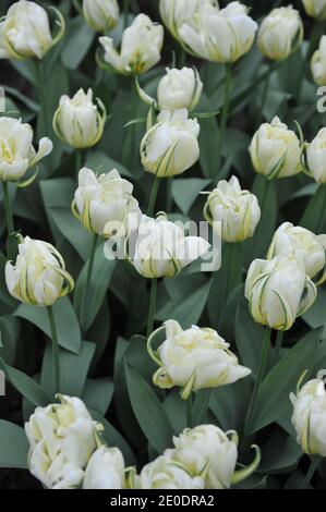 Doppio bianco tulipani Fosteriana Valle Bianca (imperatore esotico) Fiorire in un giardino nel mese di aprile Foto Stock