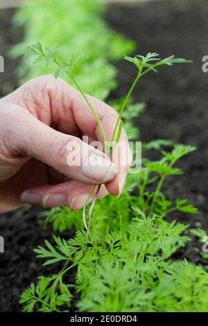 Daucus carota "Re d'autunno". Donna che assottigliano le piantine di carote in un terreno vegetale del giardino posteriore. REGNO UNITO Foto Stock