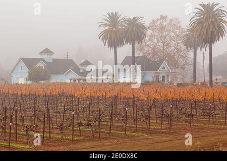 Nebbia d'autunno sui vigneti Foto Stock