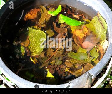 Secchio vecchio pieno di foglie e acqua Foto Stock