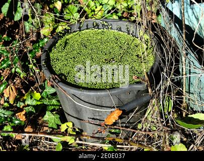 Secchio vecchio pieno di foglie e acqua Foto Stock