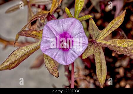 Fiore della Vina di patate dolci, nome botanico Ipomoea batatatas. Si tratta di una pianta ornamentale da non confondere con la versione commestibile. Foto tak Foto Stock