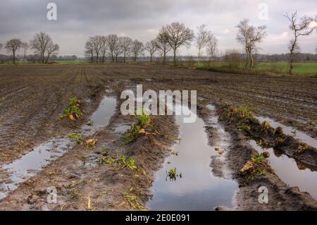 I sugarbeti sono rimasti durante il raccolto su un campo fangoso a causa del maltempo, pudddles tutto intorno Foto Stock