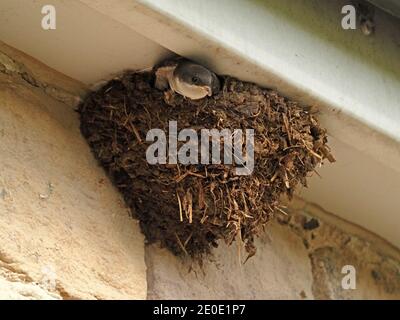 Sequenza di 8 immagini di volo da nubile della nascente Casa Martin (Delichon urbicum) lasciando il suo nido di fango sotto le eaves di casa a Cumbria, Inghilterra, Regno Unito Foto Stock