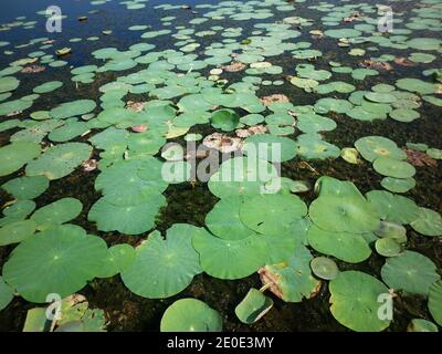 Fuoco selettivo su parecchie foglie verdi del loto allo Sri lago lankan Foto Stock