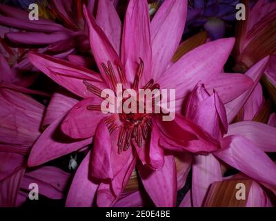 Primo piano di un fiore viola di giglio, questo fiore è offerta Alla statua del Buddha per adorare il buddha Tempio buddista dello Sri Lanka Foto Stock