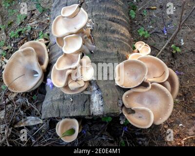 Vista dall'alto di una colonia di funghi marrone chiaro sul vecchio tronco di cocco Foto Stock