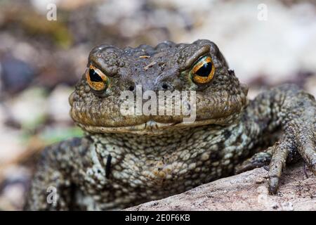 Primo piano di un grande toad poggiato su un tronco di legno, comune toad, europeo toad Foto Stock