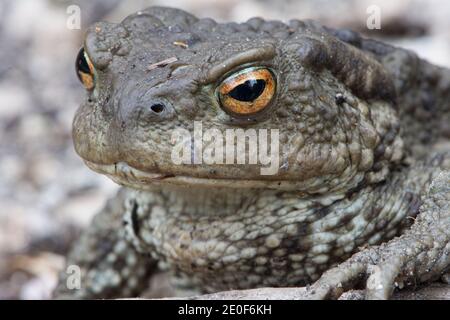 Primo piano di un grande toad poggiato su un tronco di legno, comune toad, europeo toad Foto Stock