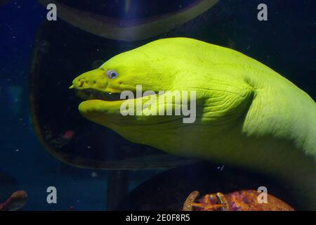 NEWPORT, OREGON - MAY 22, 2018 - Eel verde moray ( Gymnothorax funebris ) in vasca con caschi subacquei, Newport, Oregon Foto Stock