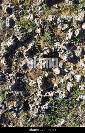 Roccia vulcanica sul paesaggio vicino alla Cappella Alto Vista, a nord-est di Noord, Aruba. Foto Stock