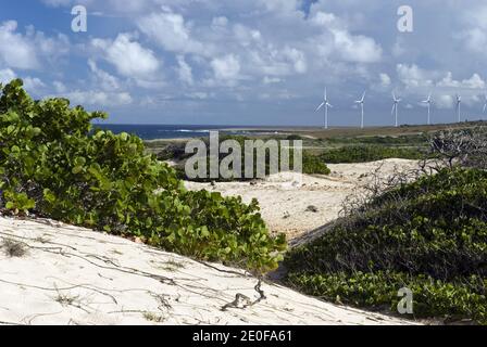 Generatori di vento sulla costa nord-est ariosa di Aruba visto dalle dune di sabbia nel Parco Nazionale di Arikok. Foto Stock