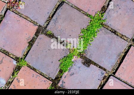 Dettaglio di un marciapiede di mattone con erba che cresce nel cuciture Foto Stock