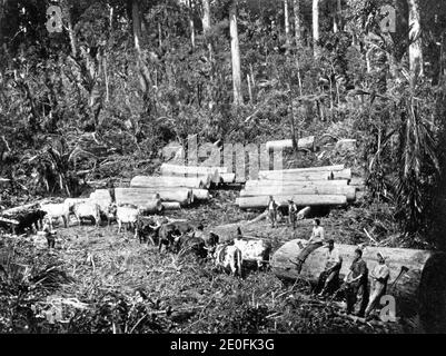 Una squadra di bullock al lavoro nelle foreste kauri della Nuova Zelanda, circa 1900, karting kauri logs lungo un tram per le piste a Parker e Lamb's Working, Matakohe Foto Stock