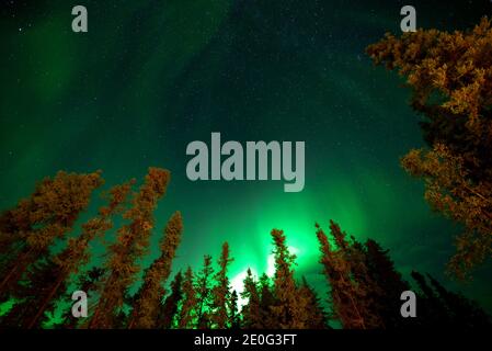 Yellowknife, Canada-30 agosto 2019: Aurora borealis o Northern light a Yellowknife, Canada Foto Stock