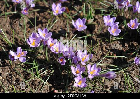 Violetto Crocus minimus Primavera Beauty fiorire in un giardino in Aprile Foto Stock