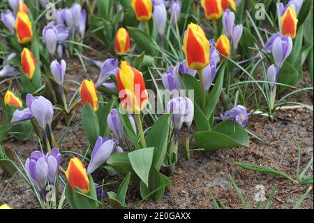 Tulipani rossi e gialli Kaufmanniana (Tulipa) Stresa e violetto Crocus Vernus Vanguard fiorisce in un giardino nel mese di marzo Foto Stock