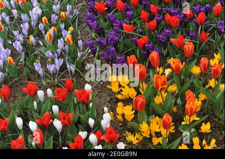 Tulipani luminosi (Tulipa) e crocus fioriscono in un giardino in Marzo Foto Stock