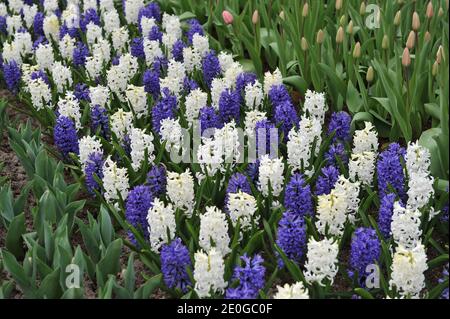 Giacinti (Hyacinthus orientalis) Blue Jacket e Carnegie fioriscono in un giardino nel mese di aprile Foto Stock