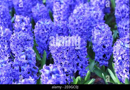 Giacinto (giacinthus orientalis) Blue Star fiorisce in un giardino nel mese di aprile Foto Stock