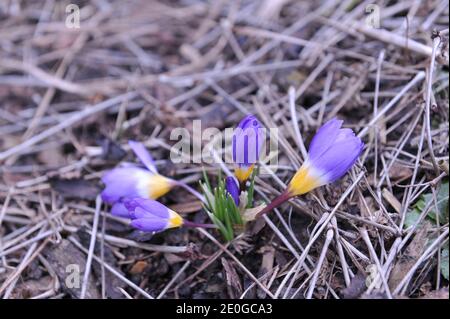 Giallo violetto Crocus sublimis Tricolor fiorisce in un giardino a marzo Foto Stock