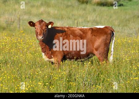 Bestiame irlandese velato in un campo in una fattoria in Co Antrim Irlanda del Nord Foto Stock