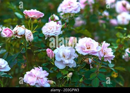 Rosa chiaro giardino arbusto rose in fiore. Razza di morden Blush di Marshall Foto Stock