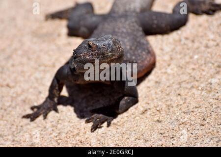 Chuckwalla comune, acqua di Sauromalus Foto Stock