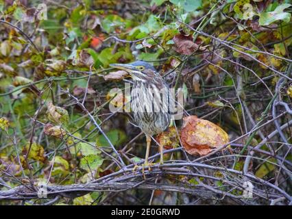 Un airone di notte incoronato nero che perching sul ramo dell'albero Foto Stock