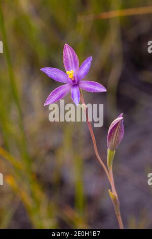 Fiore rosa del sole meraviglioso Orchid Thelymitrra uliginosa (Blocchi arricciati meridionali) In habitat naturale vicino a Walpole in Australia Occidentale Foto Stock