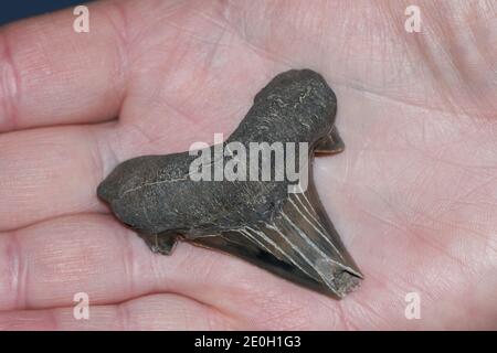 Un dente preistorico degli squali che viene tenuto sul palmo di una mano. Foto Stock