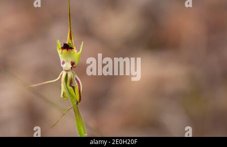 Il fiore insolito della Spider Orchidea Caladenia attingens in Habitat naturale a nord di Augusta nell'Australia occidentale Foto Stock